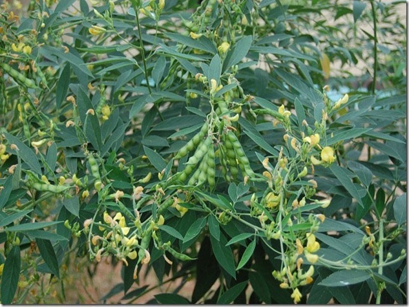 Tur dal cultivation