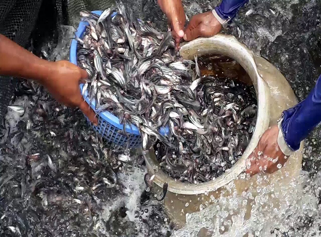 Pangas fish farming