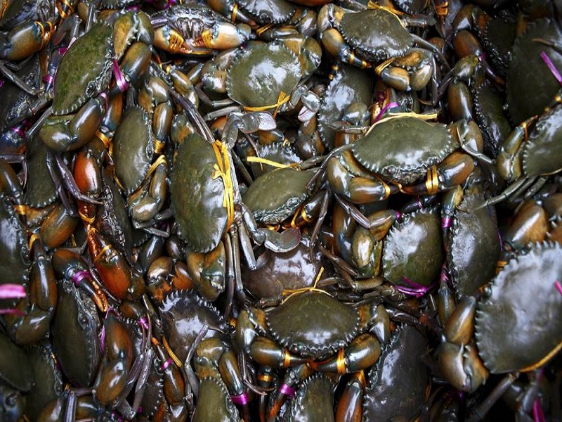 Crab farming process