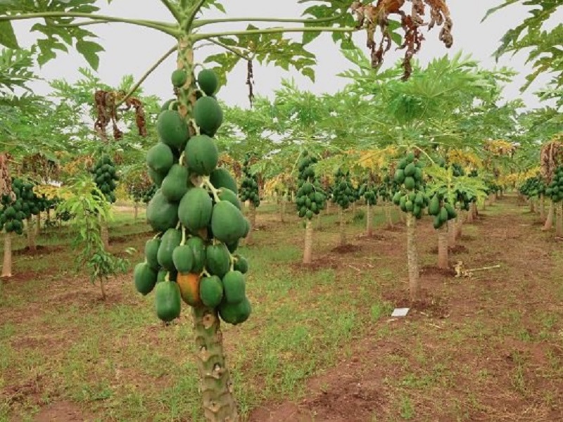 Papaya varieties