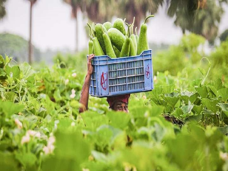 Bangladesh agriculture