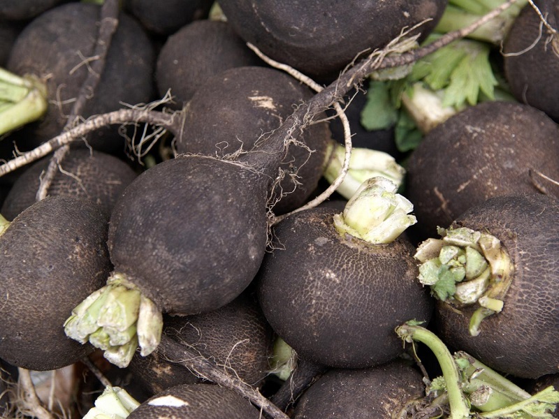 Black radish farming