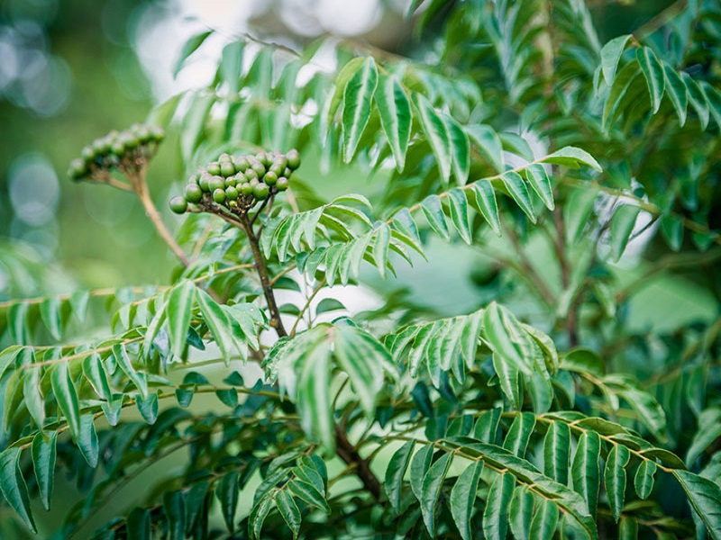 Curry leaves farming
