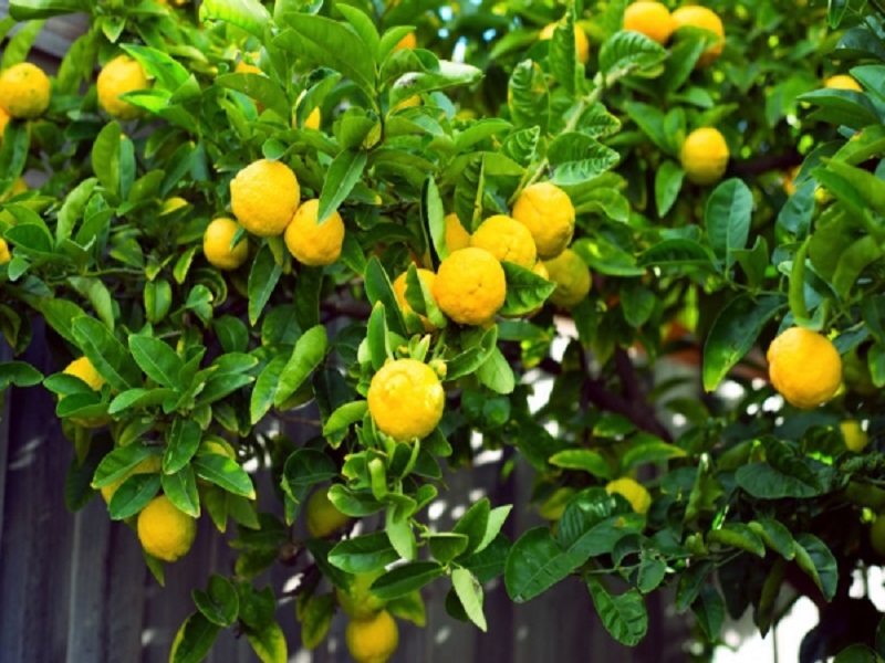Lemon farming