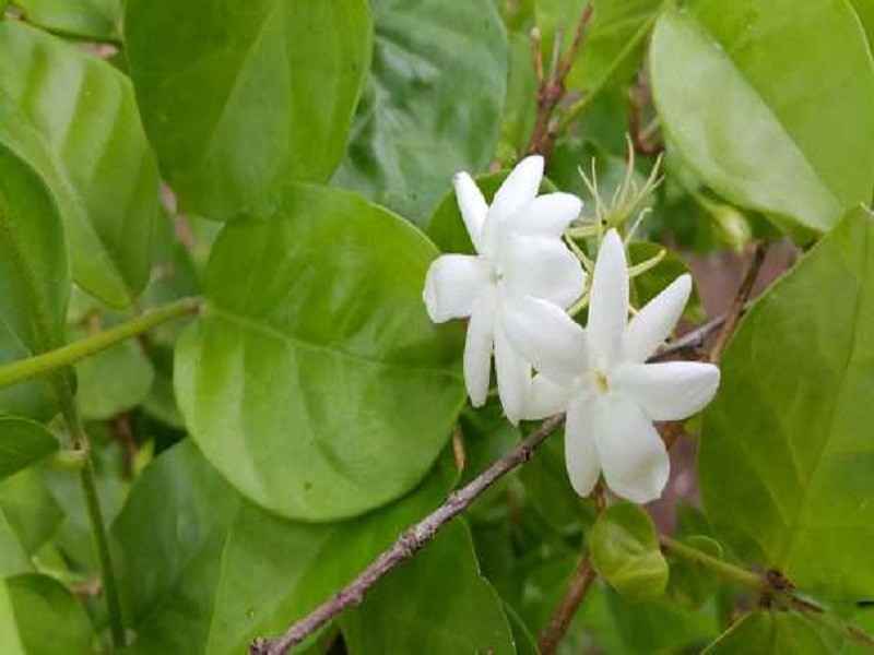 Jasmine flower farming