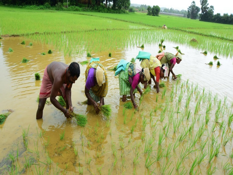 PM launches 35 crop varieties