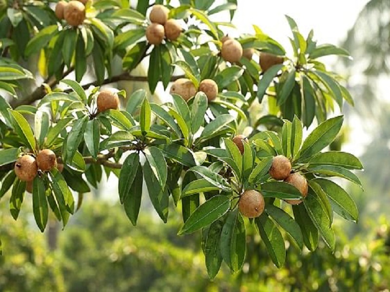 Sapota cultivation guide