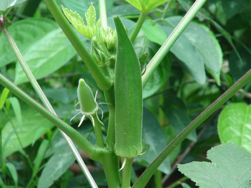 Okra farming
