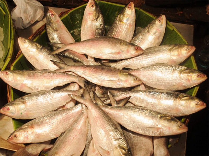 Fish scarcity