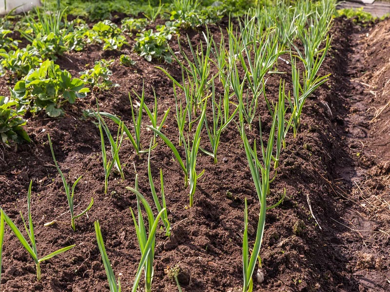 Garlic cultivation