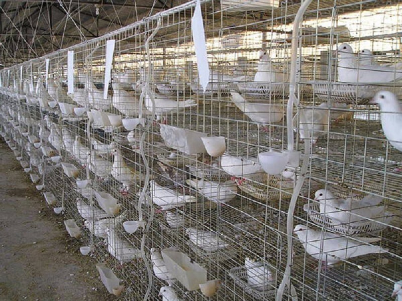 Pigeon farming