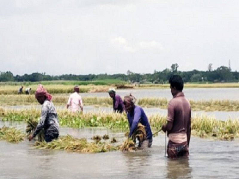 Crops destroyed due to heavy rain