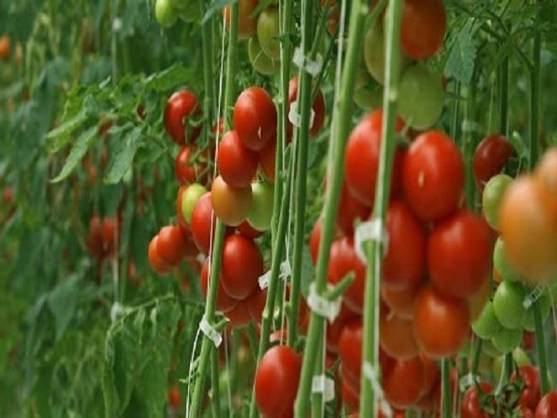 Tomato farming