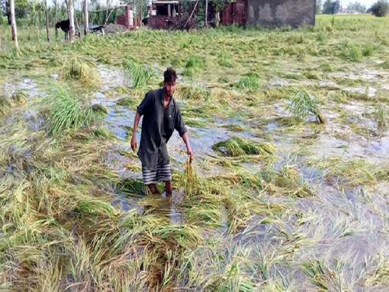 Odisha agriculture