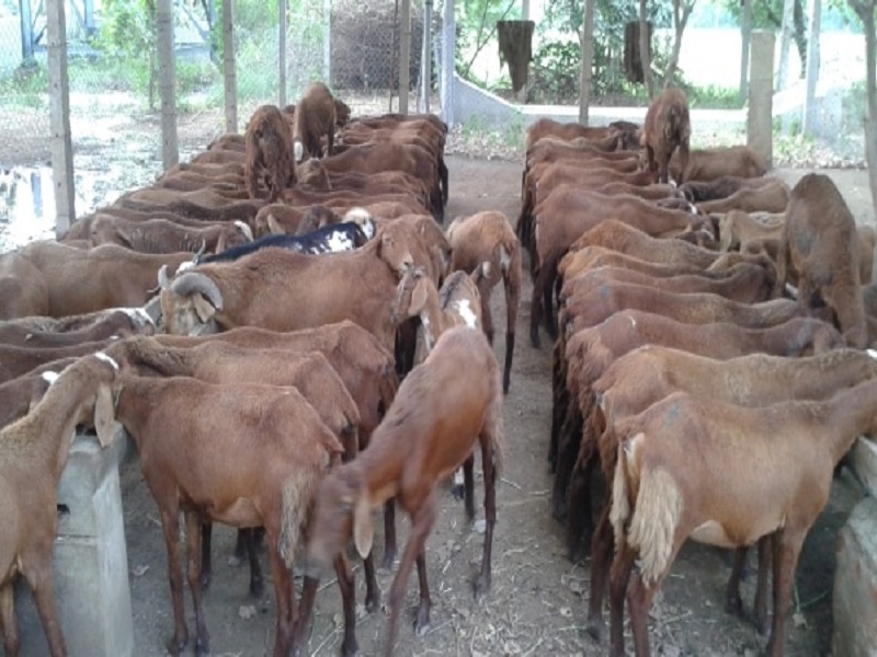 Sheep farming