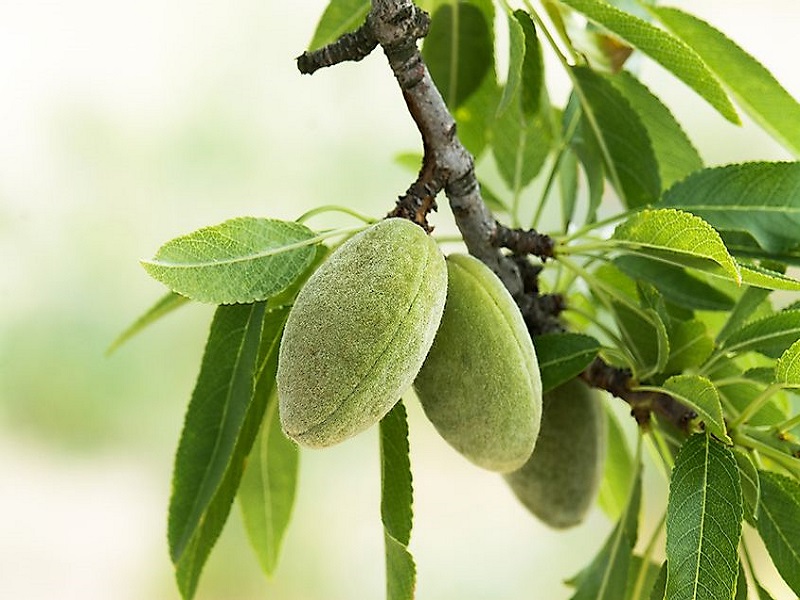Almond farming