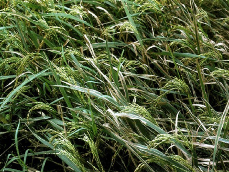 Paddy leaf disease