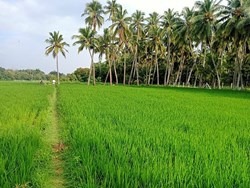 আপনিও কি ধান চাষ করেন? তাহলে এই বিষয়গুলো মাথায় রাখুন, না হলে আপনার বড় ক্ষতি হবে