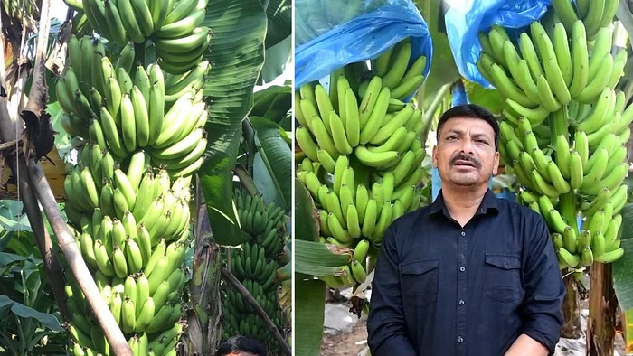 আধুনিক প্রযুক্তিতে কলা চাষ শুরু করলেন কৃষক, আজ বার্ষিক আয় ৭০ লাখ টাকার বেশি!