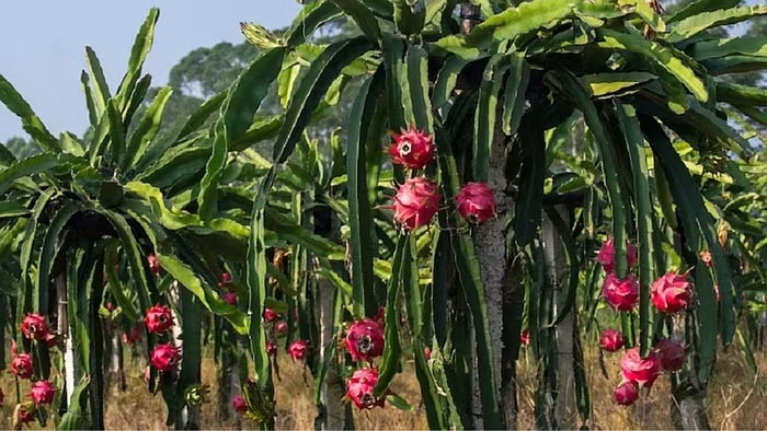 ড্রাগন ফল ফসলের প্রধান রোগ ও তাদের ব্যবস্থাপনা!