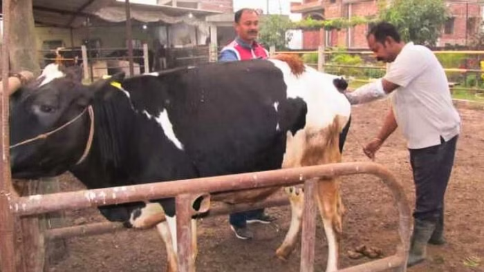 রেলের চাকরি ছেড়ে দুগ্ধ ব্যবসা শুরু, আজ আয় ৭০ লাখ টাকার বেশি!