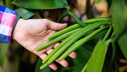 Vanilla farming: ব্যবসার চেয়ে ভ্যানিলা চাষ বেশি লাভজনক, লাভ এবং সঠিক কৌশল জেনে নিন