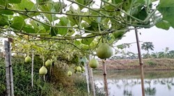 মাছ চাষের পাশাপাশি বাড়তি আয়