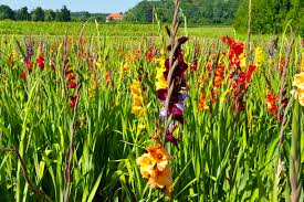 Gladiolas