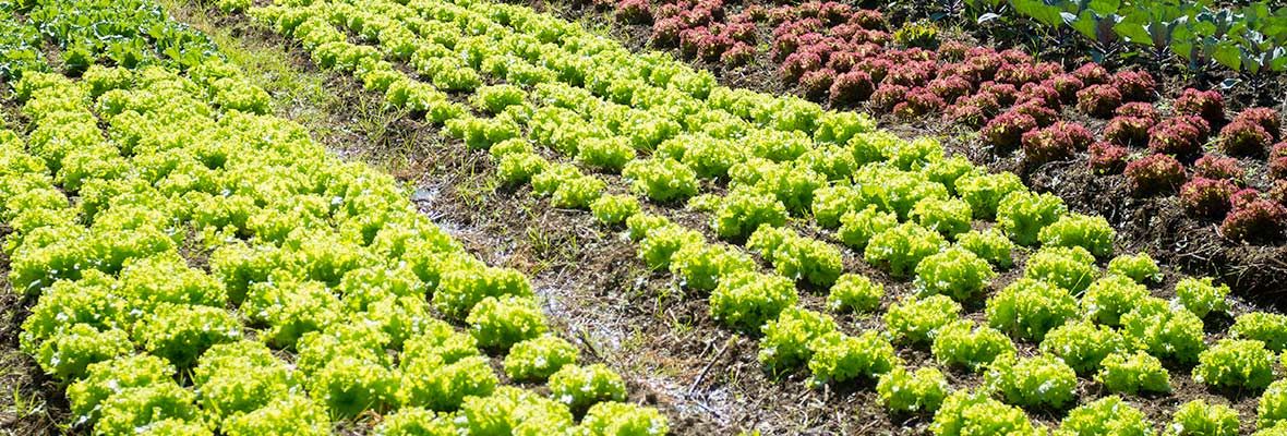organic agriculture