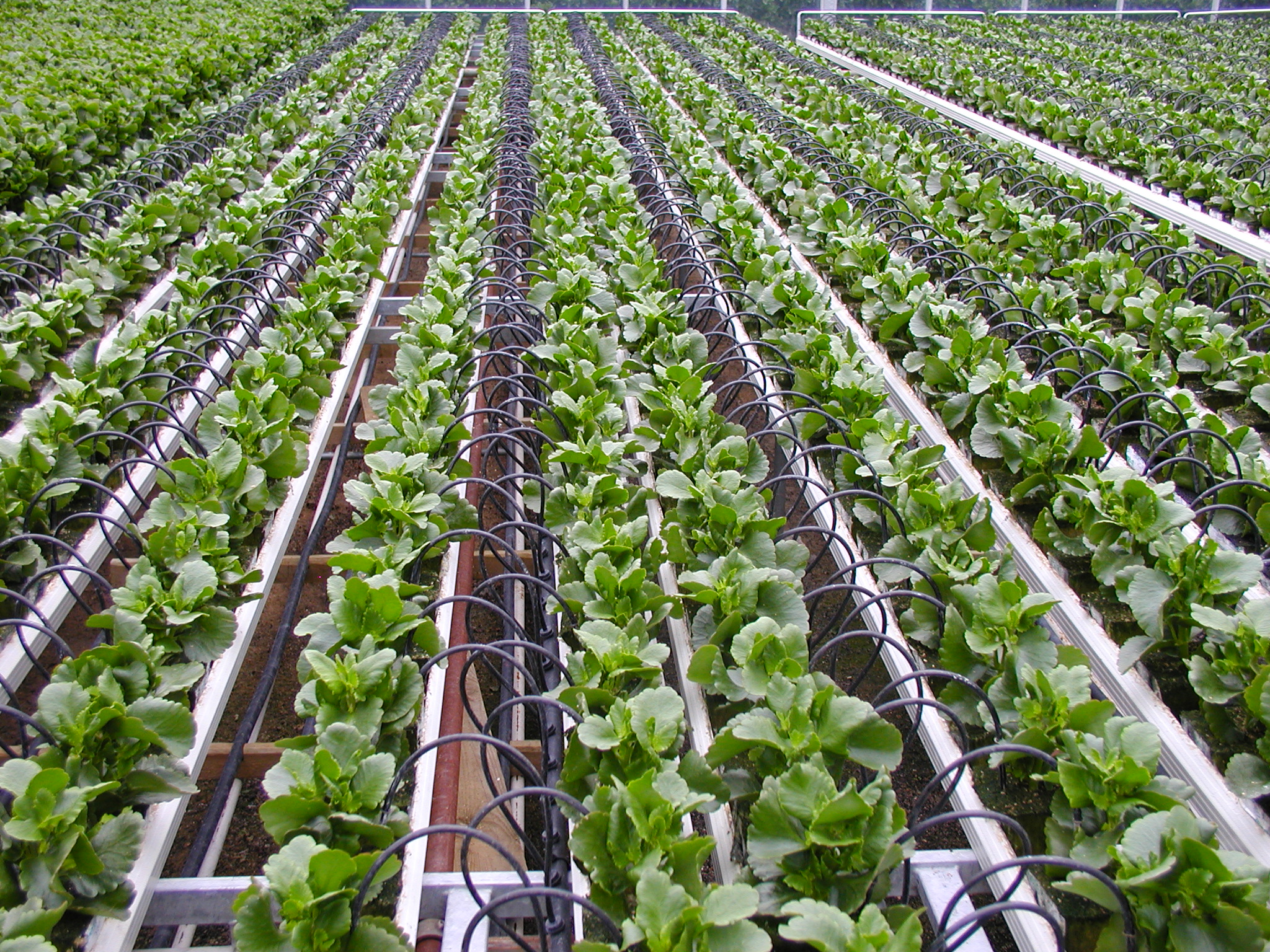 Drip irrigation