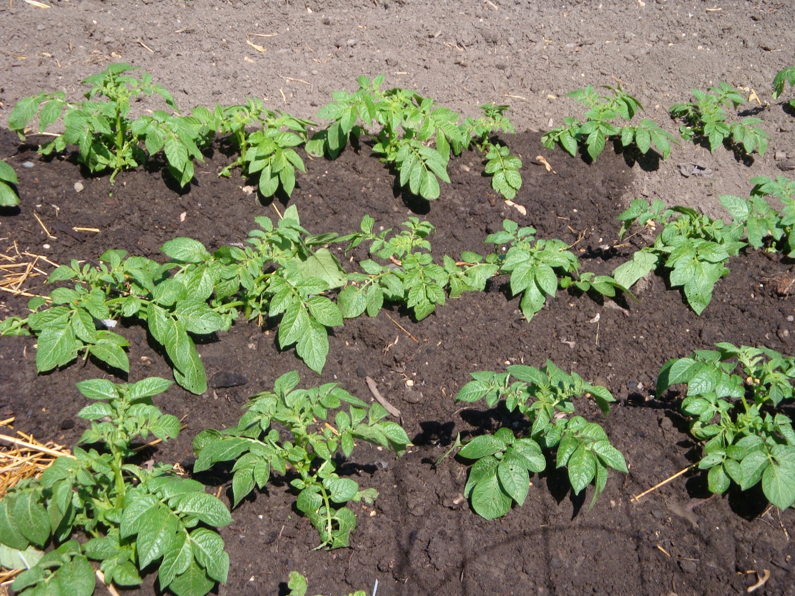 True potato seed