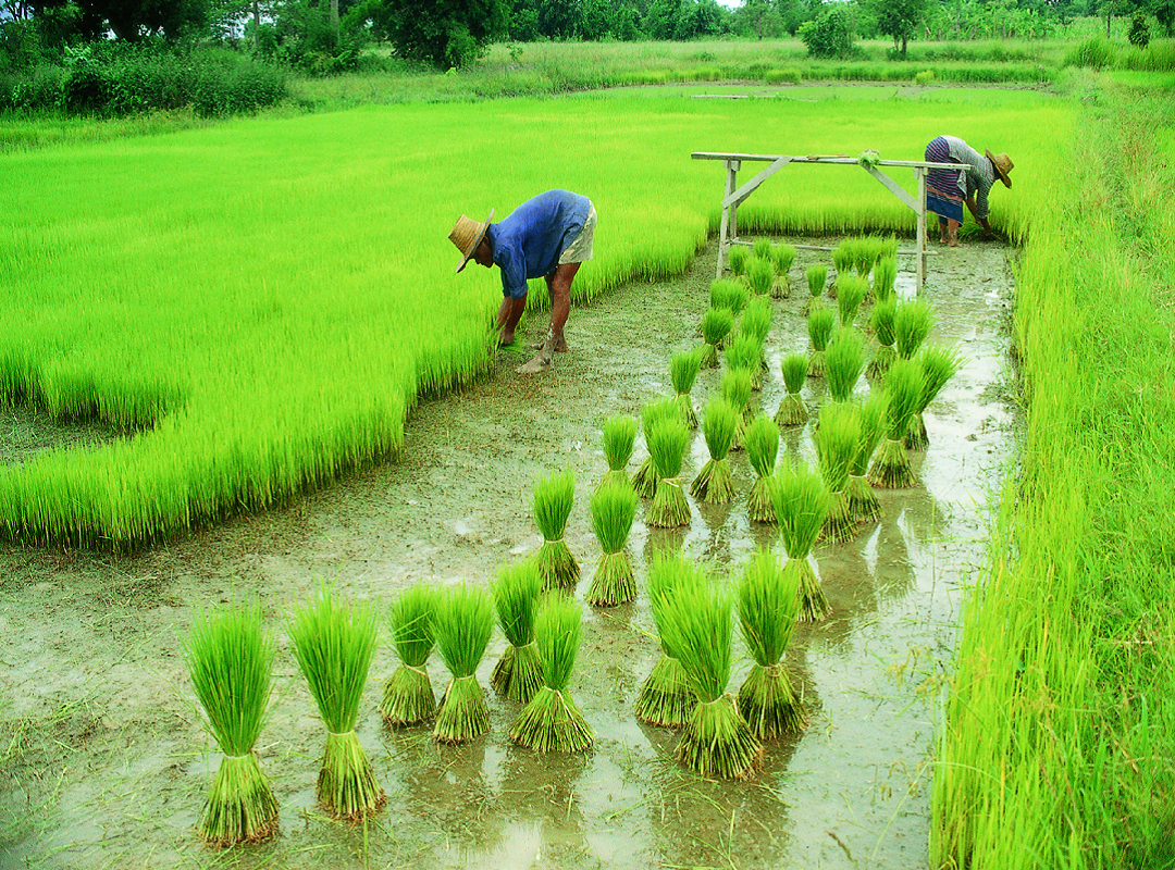 Paddy is cultivated initially in 95% of the land.