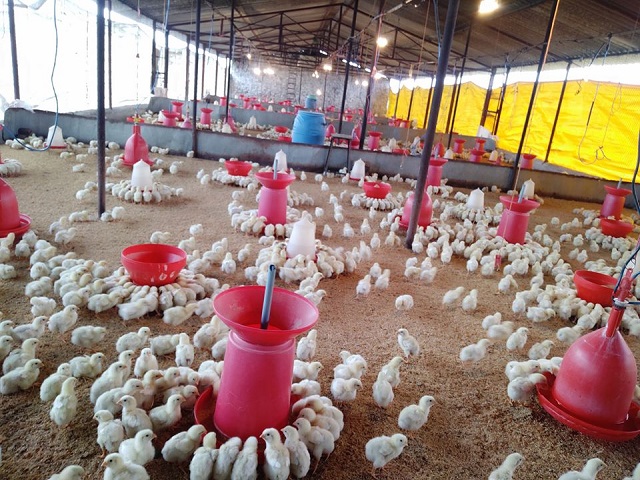 Global Poultry Farming System Market 2020 Recovering From Covid-19 Outbreak