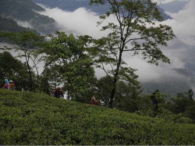 Rain in Darjeeling