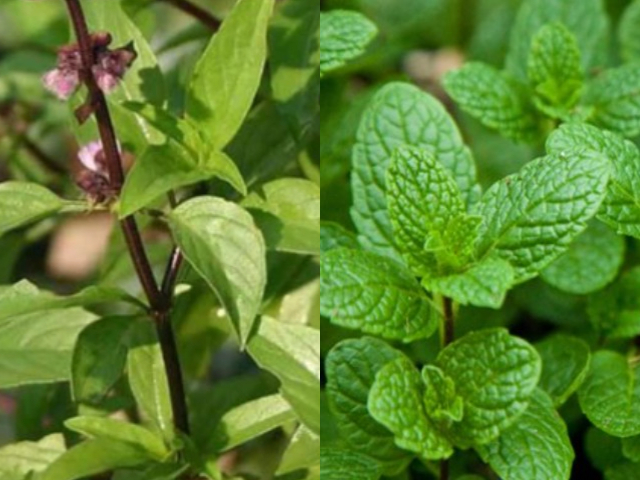 Basil and Pudina
