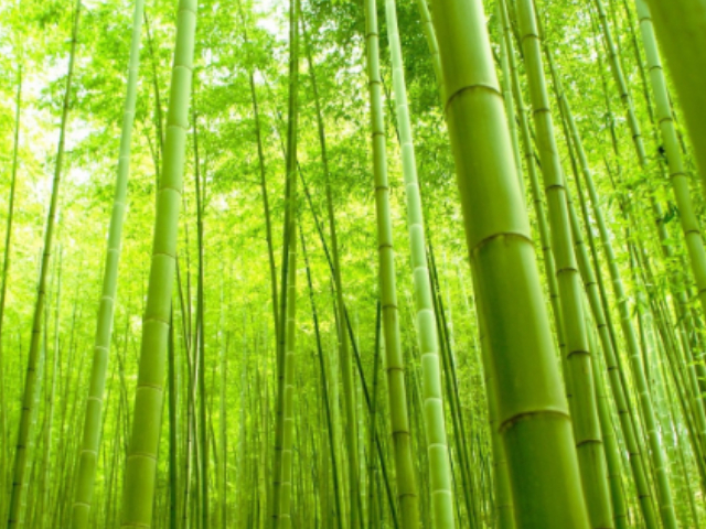 Bamboo