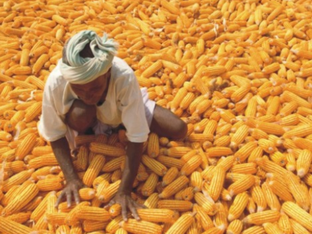 Maize good for health