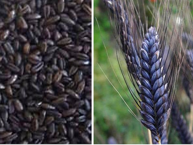 Black Wheat
