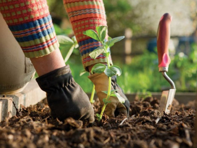 Terrace Gardening