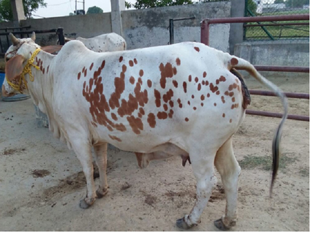 এই প রজ ত র গ প লন Cowherd Can Earn Millions কর পশ প লক আয করত প র ন লক ষ ধ ক