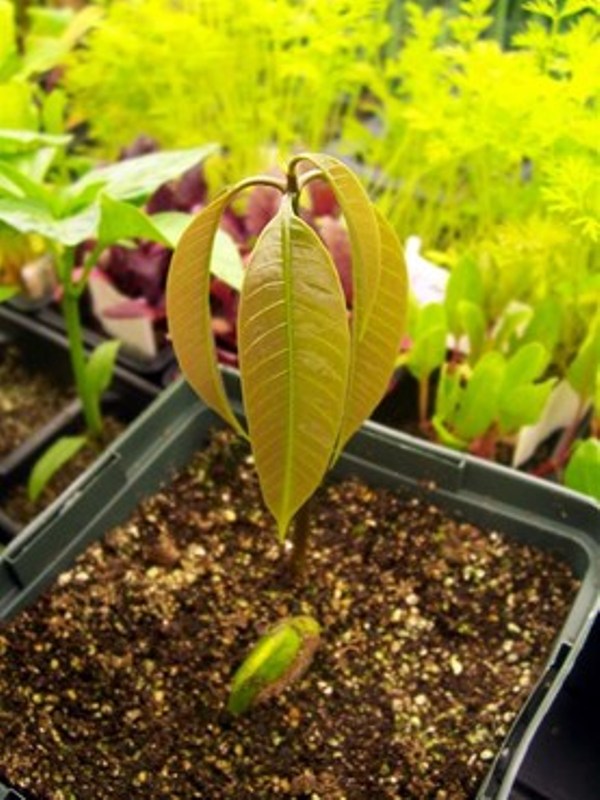 Mango Tree