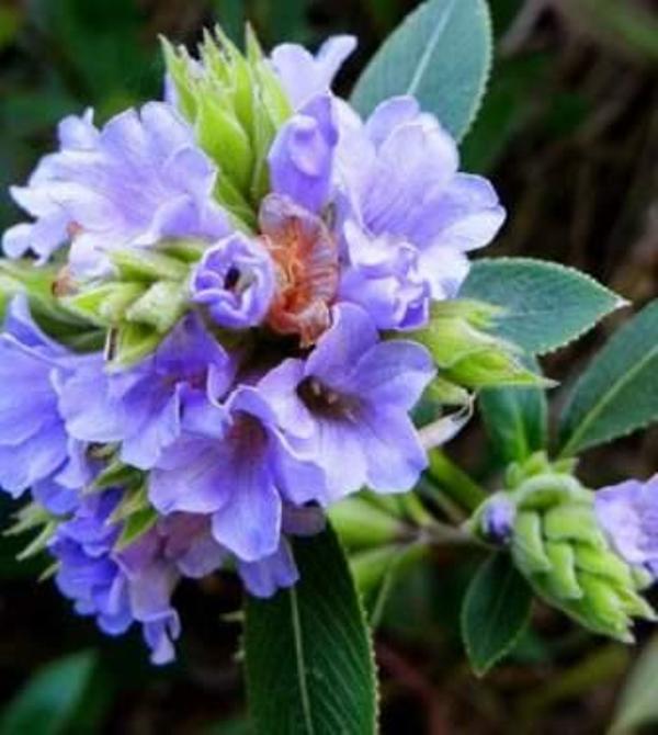 neela flower
