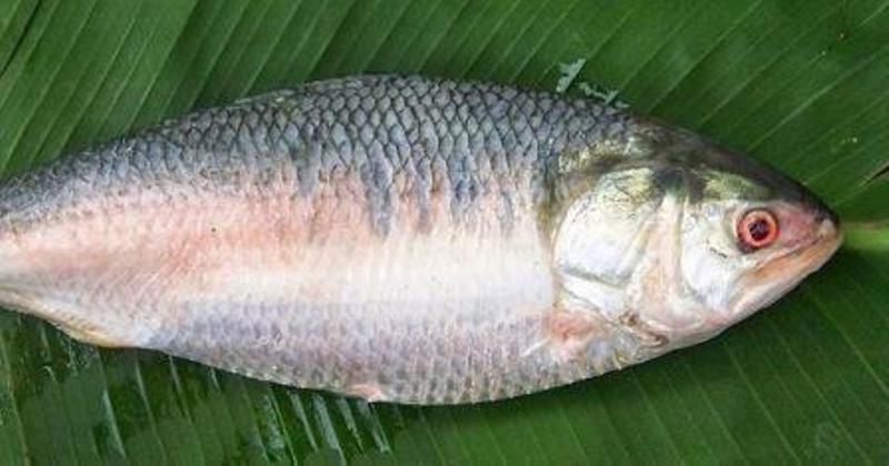 fish