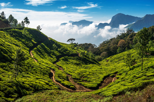 Darjeeling Tea