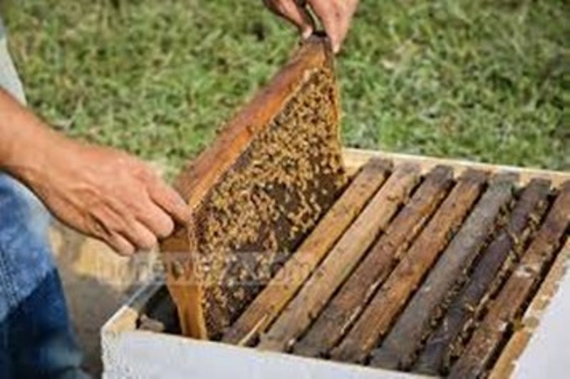 honey