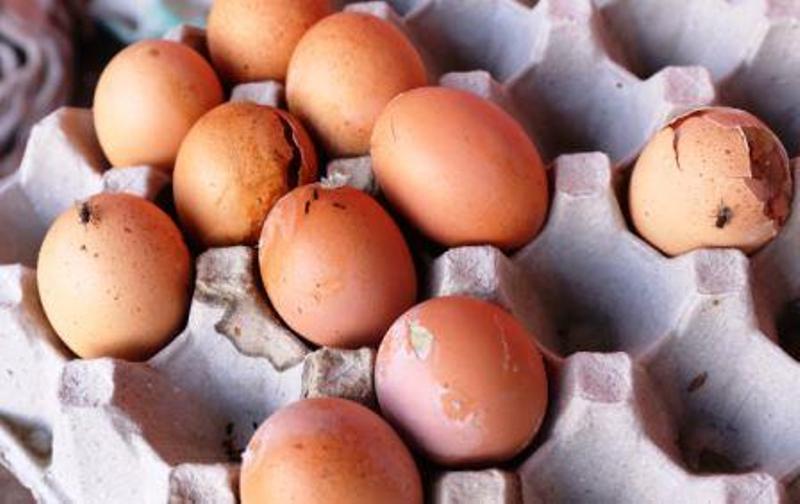 egg