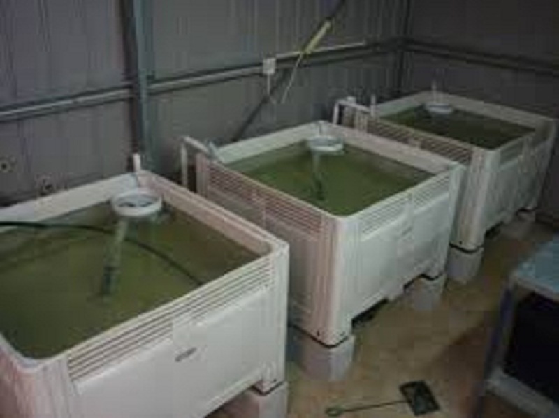 bio plant