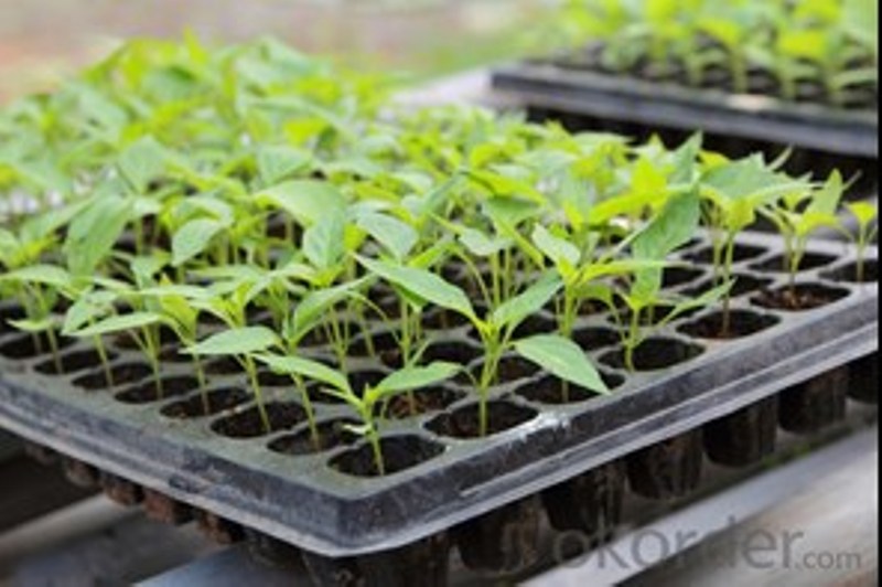 seed