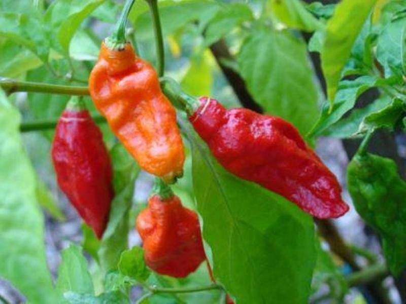 chilli