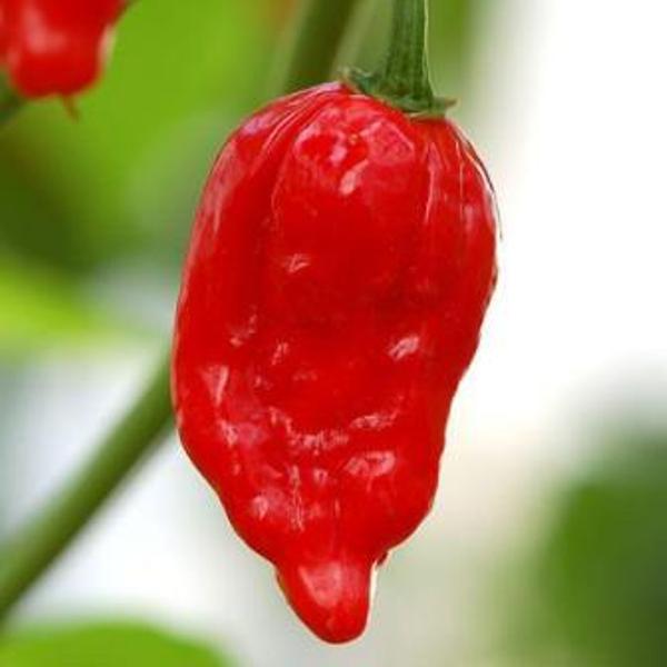 ghost chilli
